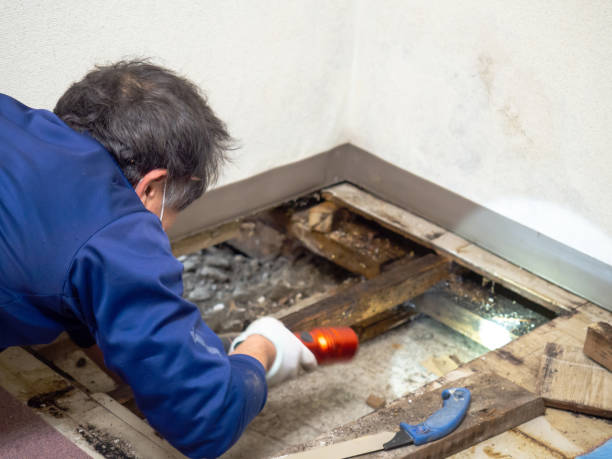 Best Mold Damage Repair  in Village Shires, PA