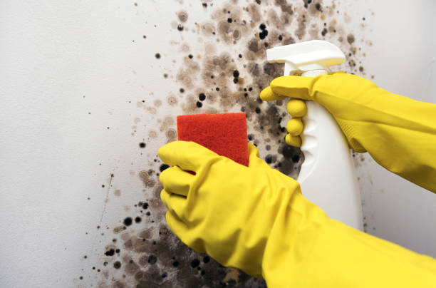 Best Attic Mold Removal  in Village Shires, PA