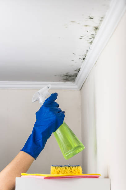 Office Mold Removal Services in Village Shires, PA