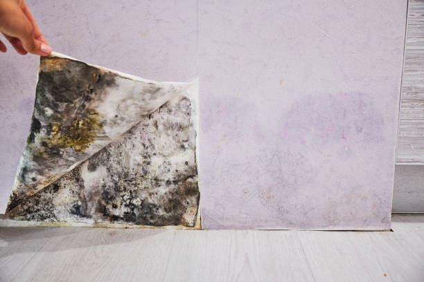 Best Crawl Space Mold Removal  in Village Shires, PA